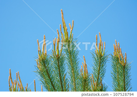 Pine blossom pollen allergy Pine blossom pollen allergy 107528794