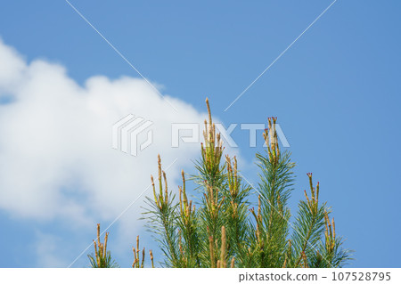 Pine blossom pollen allergy Pine blossom pollen allergy 107528795