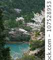 Cherry blossoms on the river and mountain greenery 107528953