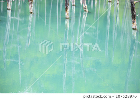 北海道美瑛的“白金青池” 107528970