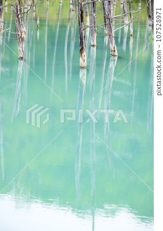 北海道美瑛的“白金青池” 107528971