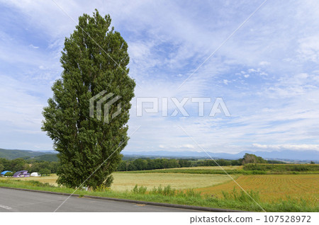 北海道美瑛的“肯與瑪麗樹” 107528972