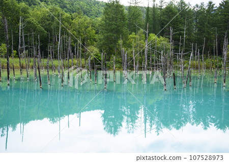 北海道美瑛的“白金青池” 107528973