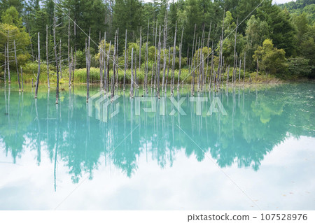 北海道美瑛的“白金青池” 107528976
