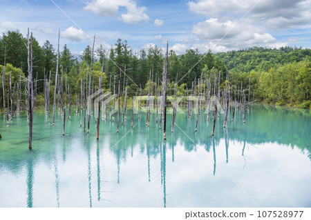 北海道美瑛的“白金青池” 107528977