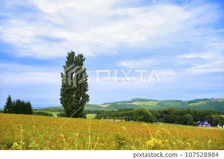 “Ken and Mary Tree” in Biei, Hokkaido 107528984