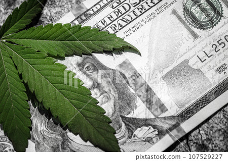 Money and marijuana. Concept of business, medicine and selling hemp, drugs. Money and marijuana. Concept of business, medicine and selling hemp, drugs. 107529227