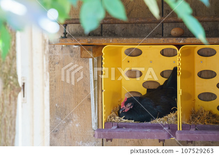 brooding hen in the nest brooding hen in the nest 107529263