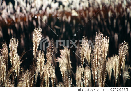 仙石原的Susuki 107529385