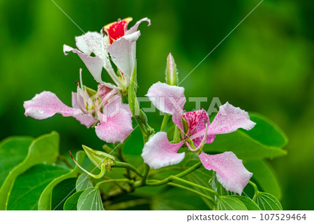 Bauhinia monandra is a species of leguminous trees. Refugio de Vida Silvestre Cano Negro, Costa Rica. Bauhinia monandra is a species of leguminous trees. Refugio de Vida Silvestre Cano Negro, Costa Rica. 107529464