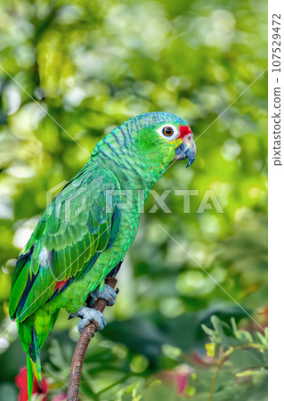 Finschs parakeet - Psittacara finschi, Refugio de Vida Silvestre Cano Negro, Wildlife and bird watching in Costa Rica. Finschs parakeet - Psittacara finschi, Refugio de Vida Silvestre Cano Negro, Wildlife and bird watching in Costa Rica. 107529472