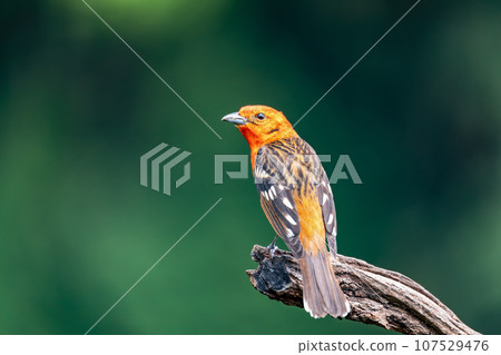 Flame-colored tanager male, Piranga bidentata, San Gerardo de Dota, Costa Rica 107529476