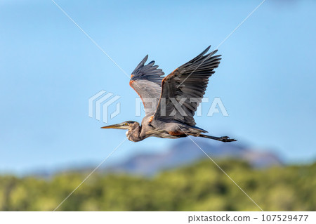 Great blue heron - Ardea herodias, Costa Rica 107529477