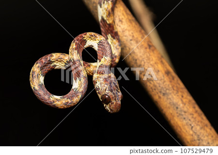 IImantodes cenchoa, mildly venomous, rear-fanged snake. Tortuguero Costa Rica Wildlife 107529479