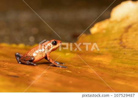 Strawberry poison-dart frog, Oophaga pumilio, formerly Dendrobates pumilio, Tortuguero, Costa Rica wildlife 107529487