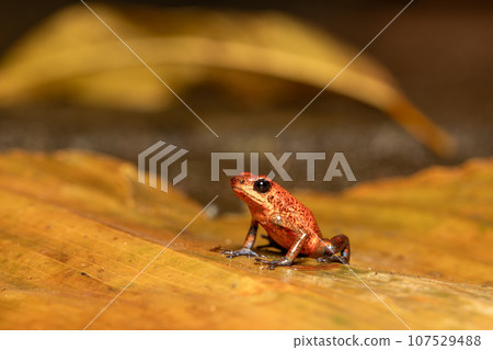 Strawberry poison-dart frog, Oophaga pumilio, formerly Dendrobates pumilio, Tortuguero, Costa Rica wildlife 107529488