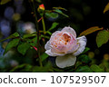 Rose flowers and buds 107529507