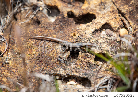 Gravenhorst's mabuya, Trachylepis gravenhorstii, Ambalavao Andringitra National Park. Madagascar wildlife 107529523
