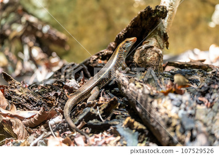 Madagascar girdled lizard or Madagascar plated lizard - Zonosaurus madagascariensis, Tsingy De Bemaraha, Madagascar wildlife animal Madagascar girdled lizard or Madagascar plated lizard - Zonosaurus madagascariensis, Tsingy De Bemaraha, Madagascar wildlife animal 107529526