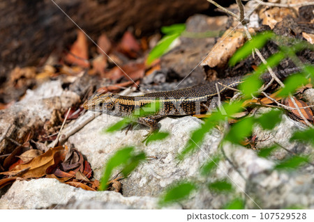 Madagascar girdled lizard or Madagascar plated lizard - Zonosaurus madagascariensis, Tsingy De Bemaraha, Madagascar wildlife animal Madagascar girdled lizard or Madagascar plated lizard - Zonosaurus madagascariensis, Tsingy De Bemaraha, Madagascar wildlife animal 107529528