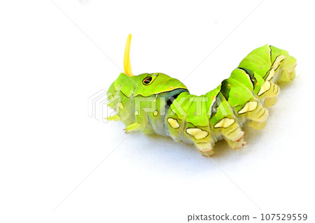 Last instar larva of swallowtail butterfly Last instar larva of swallowtail butterfly 107529559