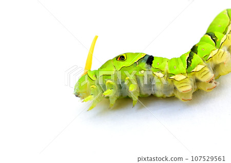 燕尾蝶最後齡幼蟲 107529561