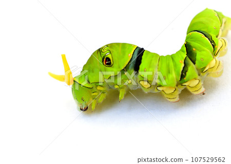 燕尾蝶最後齡幼蟲 燕尾蝶最後齡幼蟲 107529562