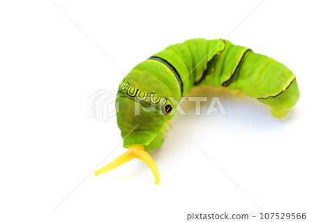 Last instar larva of swallowtail butterfly Last instar larva of swallowtail butterfly 107529566