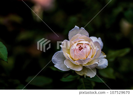 round cute roses 107529670