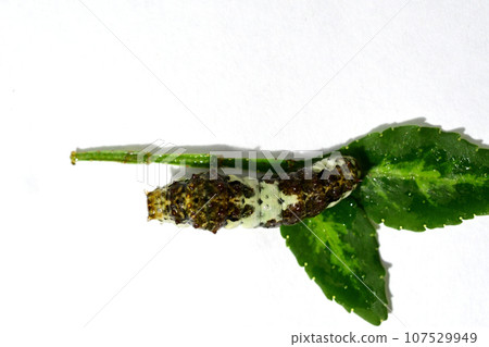 Young swallowtail butterfly larva on a Japanese pepper leaf 107529949