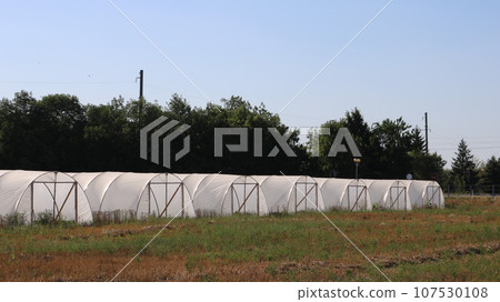 organic farm for growing crops in greenhouse complexes, built into the rural landscape, cultivation of agricultural plants indoors in a polyethylene-covered greenhouse organic farm for growing crops in greenhouse complexes, built into the rural landscape, cultivation of agricultural plants indoors in a polyethylene-covered greenhouse 107530108