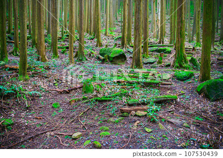 Mysterious forest Mysterious forest 107530439
