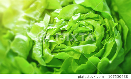 green lettuce background texture 107530488