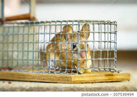 house mouse caught alive 107530494