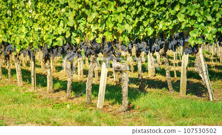 vineyard at Kaiserstuhl south Germany 107530502