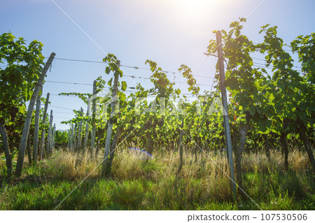 vineyard at Kaiserstuhl south Germany 107530506