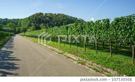vineyard at Kaiserstuhl south Germany vineyard at Kaiserstuhl south Germany 107530508