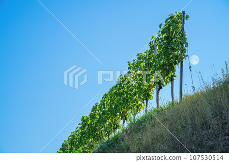 vineyard at Kaiserstuhl south Germany 107530514