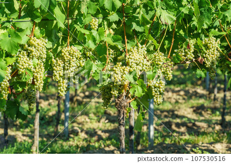vineyard at Kaiserstuhl south Germany 107530516