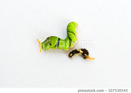 Young and final instar larvae of the swallowtail butterfly 107530545