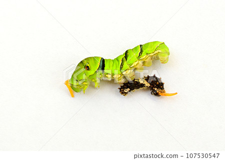 燕尾蝴蝶的幼蟲和末齡幼蟲 107530547