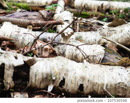 A fallen white birch tree taken along a trekking course that climbs Mt. Rebun on Rebun Island in the Sea of Japan off the coast of Wakkanai City, Hokkaido. A fallen white birch tree taken along a trekking course that climbs Mt. Rebun on Rebun Island in the Sea of Japan off the coast of Wakkanai City, Hokkaido. 107530598