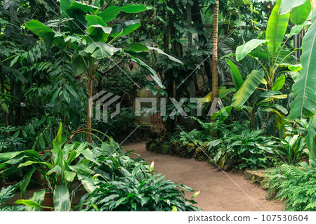 interior of a large greenhouse with tropical plants 107530604
