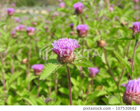 鳳梨桑格利亞汽酒 107530682