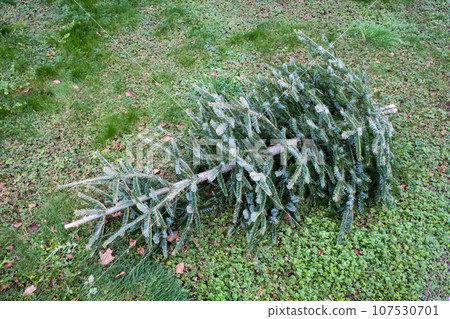 old christmas tree in the grass 107530701