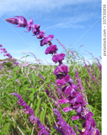Amethyst Sage (Mexican Sage) 107530856