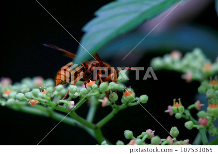 Scythe Scythe 107531065