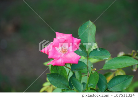 Red flower	 107531324