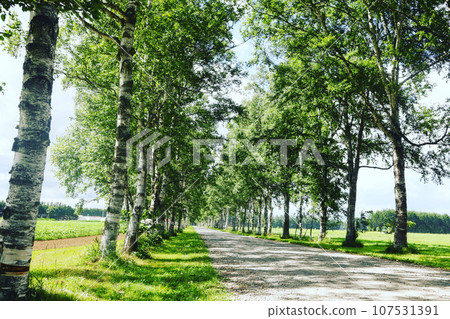 Row of white birch trees on a sunny day Row of white birch trees on a sunny day 107531391