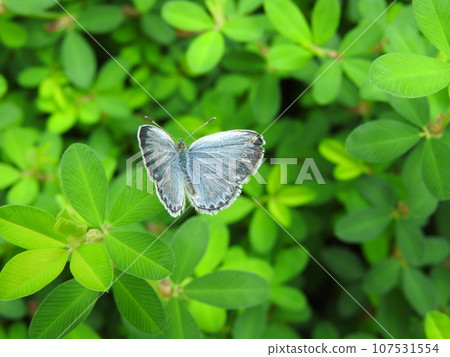 棲息在八霸總莊樹葉上的“大和四味” 107531554